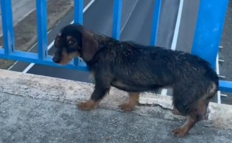 Il découvre une Teckel seule et terrifiée sur un pont, toute la famille se mobilise pour la soigner et réconforter (vidéo)