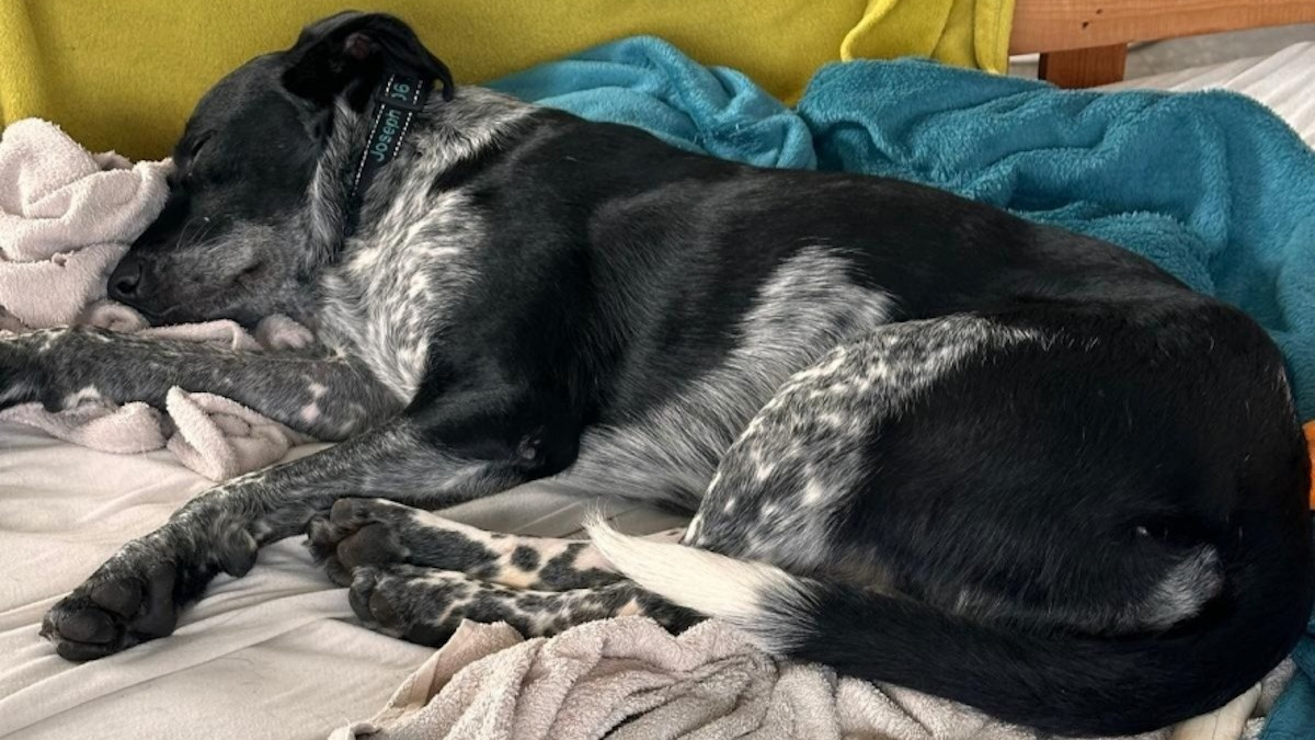 Illustration : "Ignorée des adoptants potentiels, cette chienne née dans la rue rêve de faire partie d'une famille aimante pour la vie"