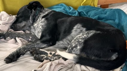 Illustration : Ignor&eacute;e des adoptants potentiels, cette chienne n&eacute;e dans la rue r&ecirc;ve de faire partie d'une famille aimante pour la vie