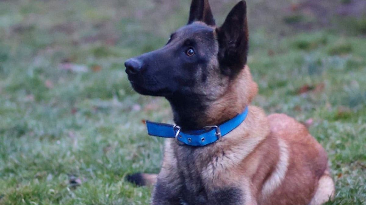 Illustration : "6 Malinois dont vous pouvez changer le destin en les adoptant"