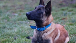 Illustration : "6 Malinois dont vous pouvez changer le destin en les adoptant"