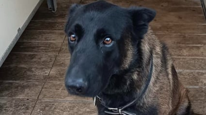 Illustration : "Une &eacute;preuve douloureuse pour toute une &eacute;quipe", tristesse et interrogations apr&egrave;s le d&eacute;c&egrave;s d'un chien policier en marge d'un match de football