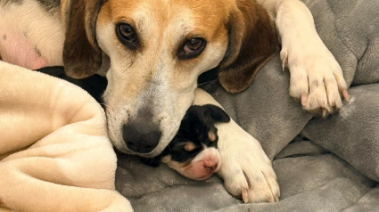 Illustration : "Heureuse de voir les gens qui l'aiment", la chienne d&eacute;couverte enceinte et &eacute;trangl&eacute;e par un fil m&eacute;tallique a accouch&eacute;
