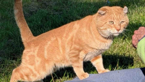 Illustration : « Il attendait ce moment depuis longtemps », ce chat qui a toujours essayé de survivre dans la rue découvre que la vie peut être paisible à l'intérieur