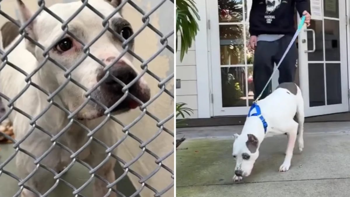 Illustration : "« Elle n'a jamais perdu espoir », après des années d’inquiétude, une femme fond en larmes en recevant l’appel inattendu d’un refuge (vidéo)"