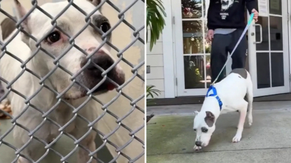 Illustration : &laquo; Elle n'a jamais perdu espoir &raquo;, apr&egrave;s des ann&eacute;es d&rsquo;inqui&eacute;tude, une femme fond en larmes en recevant l&rsquo;appel inattendu d&rsquo;un refuge (vid&eacute;o)