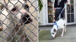 Illustration : « Elle n'a jamais perdu espoir », après des années d’inquiétude, une femme fond en larmes en recevant l’appel inattendu d’un refuge (vidéo)