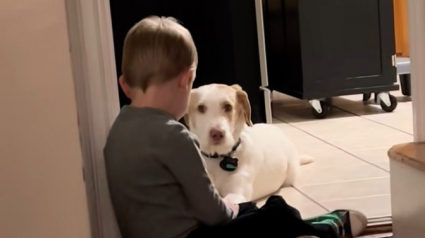 Illustration : &laquo; Alors ne pars pas. D'accord ? &raquo;, un gar&ccedil;on de 4 ans conclut un pacte adorable avec son chien pour l&rsquo;emp&ecirc;cher de s&rsquo;&eacute;chapper (vid&eacute;o)