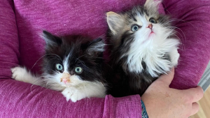 Illustration : Trouvés blottis l'un contre l'autre dans le froid, ces chatons minuscules ont survécu à la rue grâce à leur complicité