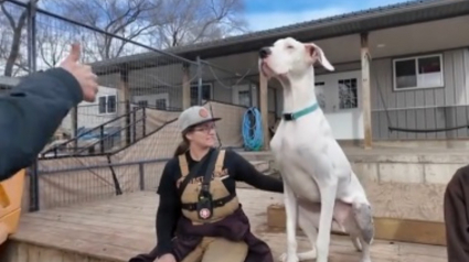 Illustration : En lice pour devenir le chien le plus grand du monde, ce g&eacute;ant de 63 kilos reste bloqu&eacute; aux portes de la gloire &agrave; cause d'une phobie (vid&eacute;o)