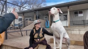 Illustration : En lice pour devenir le chien le plus grand du monde, ce géant de 63 kilos reste bloqué aux portes de la gloire à cause d'une phobie (vidéo)