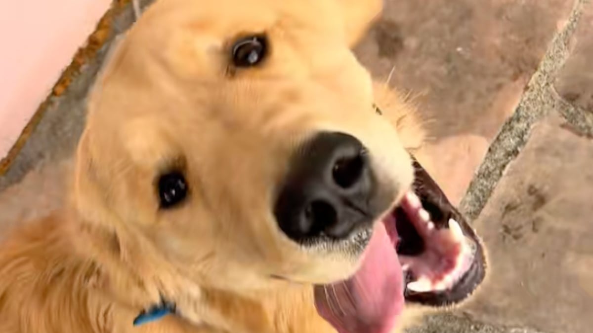 Illustration : "« C'est la chose la plus mignonne que j'aie jamais vue », une femme organise une fête d'anniversaire à son chien et invite ses compagnons de portée (vidéo) "