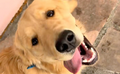 « C'est la chose la plus mignonne que j'aie jamais vue », une femme organise une fête d'anniversaire à son chien et invite ses compagnons de portée (vidéo) 