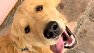 Illustration : « C'est la chose la plus mignonne que j'aie jamais vue », une femme organise une fête d'anniversaire à son chien et invite ses compagnons de portée (vidéo) 