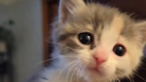 Illustration : Tremblant de tout son corps à son arrivée, ce chaton minuscule a trouvé le réconfort auprès d'une grande sœur qui lui ressemble parfaitement (vidéo)