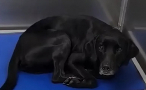 Le retour au refuge sape le moral de ce chien pourtant enjoué, mais la chance lui sourit à nouveau (vidéo)