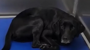Illustration : Le retour au refuge sape le moral de ce chien pourtant enjoué, mais la chance lui sourit à nouveau (vidéo)