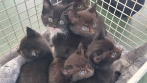 Illustration : "Abandonnés le jour de Noël dans une boîte de nourriture pour chats, des chatons rencontrent un franc succès auprès des adoptants potentiels"