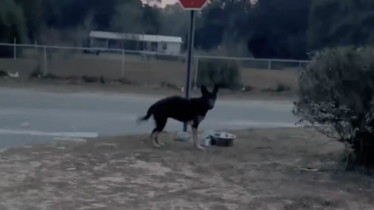 Illustration : "Attachée à un panneau de signalisation, cette chienne abandonnée ne peut s'empêcher de remuer timidement la queue à l'approche de sa sauveuse (vidéo)"
