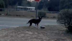 Illustration : "Attachée à un panneau de signalisation, cette chienne abandonnée ne peut s'empêcher de remuer timidement la queue à l'approche de sa sauveuse (vidéo)"