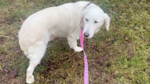 Illustration : « Même une petite friandise l’effrayait », après des années à subir des punitions, cette chienne apprend à ne plus avoir peur de l'humain (vidéo)