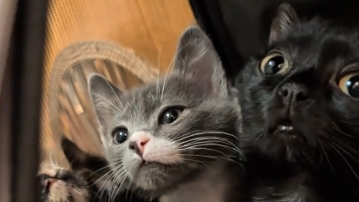 Illustration : "Autrefois minuscule, ce chat à la démarche chancelante a bien grandi et se charge de réchauffer les chatons en difficulté (vidéo)"