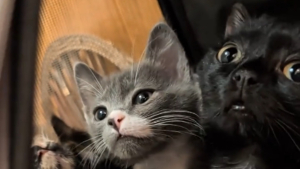 Illustration : Autrefois minuscule, ce chat à la démarche chancelante a bien grandi et se charge de réchauffer les chatons en difficulté (vidéo)