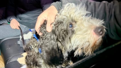 Illustration : D&eacute;sorient&eacute; par 2 jours de fugue sous une temp&ecirc;te de neige, un chien s&rsquo;enfuit &agrave; l&rsquo;approche de ses humains avant de les reconna&icirc;tre (vid&eacute;o)