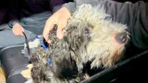 Illustration : "Désorienté par 2 jours de fugue sous une tempête de neige, un chien s’enfuit à l’approche de ses humains avant de les reconnaître (vidéo)"