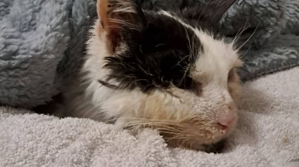 Illustration : Recueilli par une habitante apr&egrave;s des semaines de miaulements plaintifs, un vieux chat malade est secouru malgr&eacute; un "mur administratif"