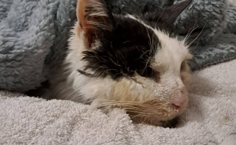 Recueilli par une habitante après des semaines de miaulements plaintifs, un vieux chat malade est secouru malgré un 