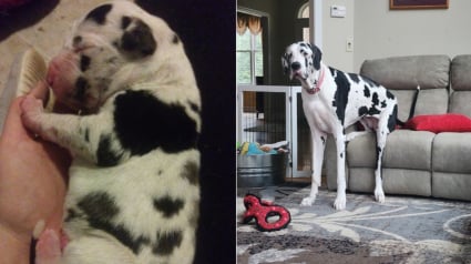 Illustration : Capable de regarder par-dessus le comptoir de la cuisine sans se lever, cette Dogue Allemand vient d'&ecirc;tre officiellement sacr&eacute;e plus grande chienne du monde