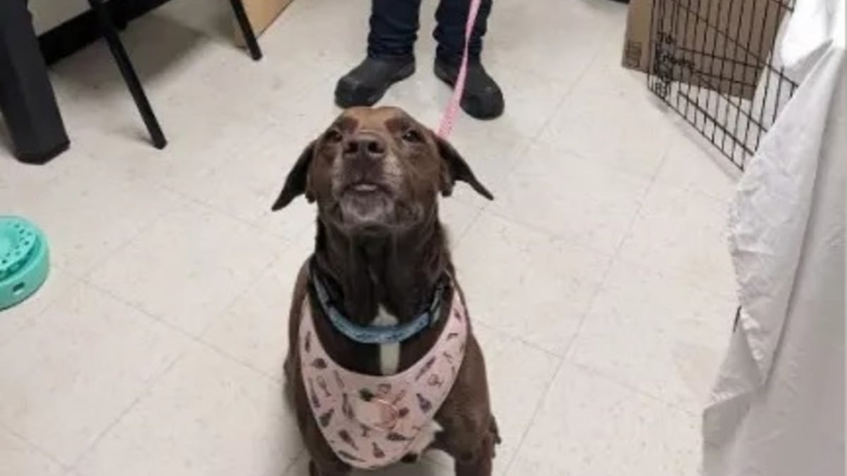Illustration : "Apprenant que sa chienne disparue 4 ans plus tard a été retrouvée, il parcourt 1500 km et traverse une tempête de neige pour la revoir"