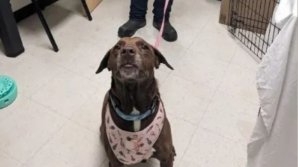 Illustration : Apprenant que sa chienne disparue 4 ans plus tard a &eacute;t&eacute; retrouv&eacute;e, il parcourt 1500 km et traverse une temp&ecirc;te de neige pour la revoir