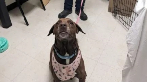 Illustration : Apprenant que sa chienne disparue 4 ans plus tard a été retrouvée, il parcourt 1500 km et traverse une tempête de neige pour la revoir