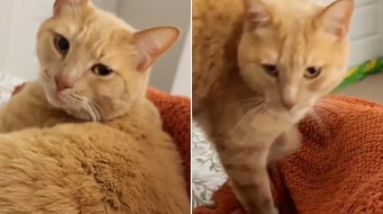 Illustration : &laquo; Une d&eacute;cision facile &raquo;, en pleine temp&ecirc;te hivernale, une femme ouvre sa porte &agrave; un chat transi de froid et r&eacute;alise son r&ecirc;ve (vid&eacute;o)