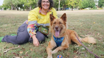 Illustration : De chien errant &agrave; h&eacute;ros de la faune, un crois&eacute; Border Collie rejoint une &eacute;quipe de recherche pour prot&eacute;ger les koalas