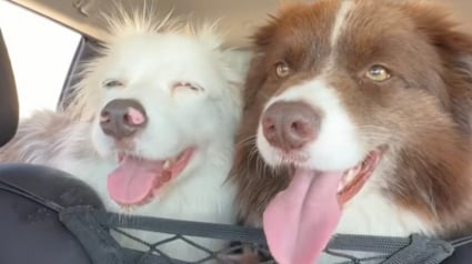 Illustration : &laquo; Quel bon fr&egrave;re &raquo;, sauv&eacute; d&rsquo;un &eacute;levage intensif, un Border Collie veille chaque jour sur sa s&oelig;ur sourde et malvoyante avec d&eacute;vouement (vid&eacute;o)