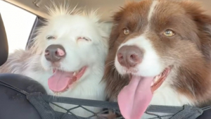 Illustration : « Quel bon frère », sauvé d’un élevage intensif, un Border Collie veille chaque jour sur sa sœur sourde et malvoyante avec dévouement (vidéo)