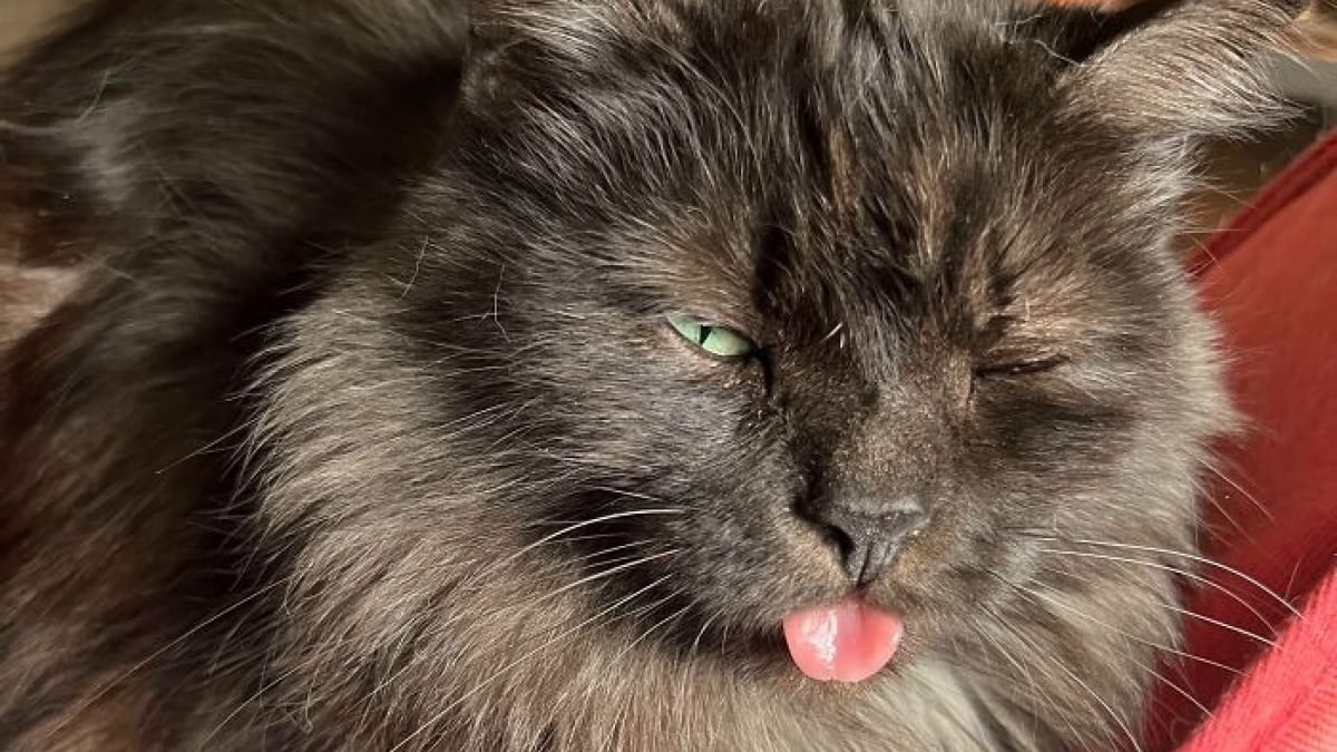 Illustration : "10 chats dont les comportements étranges ressemblent à un bug informatique "