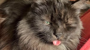 Illustration : "10 chats dont les comportements étranges ressemblent à un bug informatique "