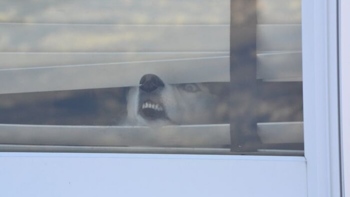 Illustration : "15 photos de chats et de chiens drôles qui illumineront votre journée"