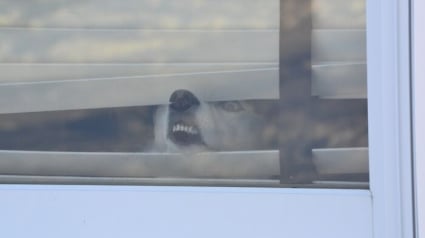 Illustration : 15 photos de chats et de chiens dr&ocirc;les qui illumineront votre journ&eacute;e