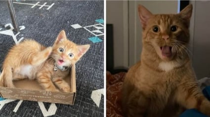 Illustration : 12 photos de chats roux qui expliquent pourquoi ils sont si populaires