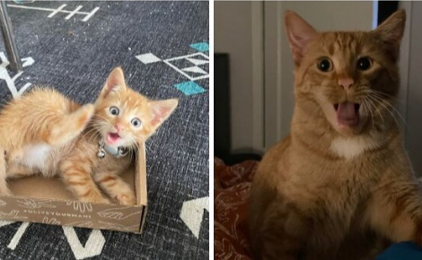 12 photos de chats roux qui expliquent pourquoi ils sont si populaires