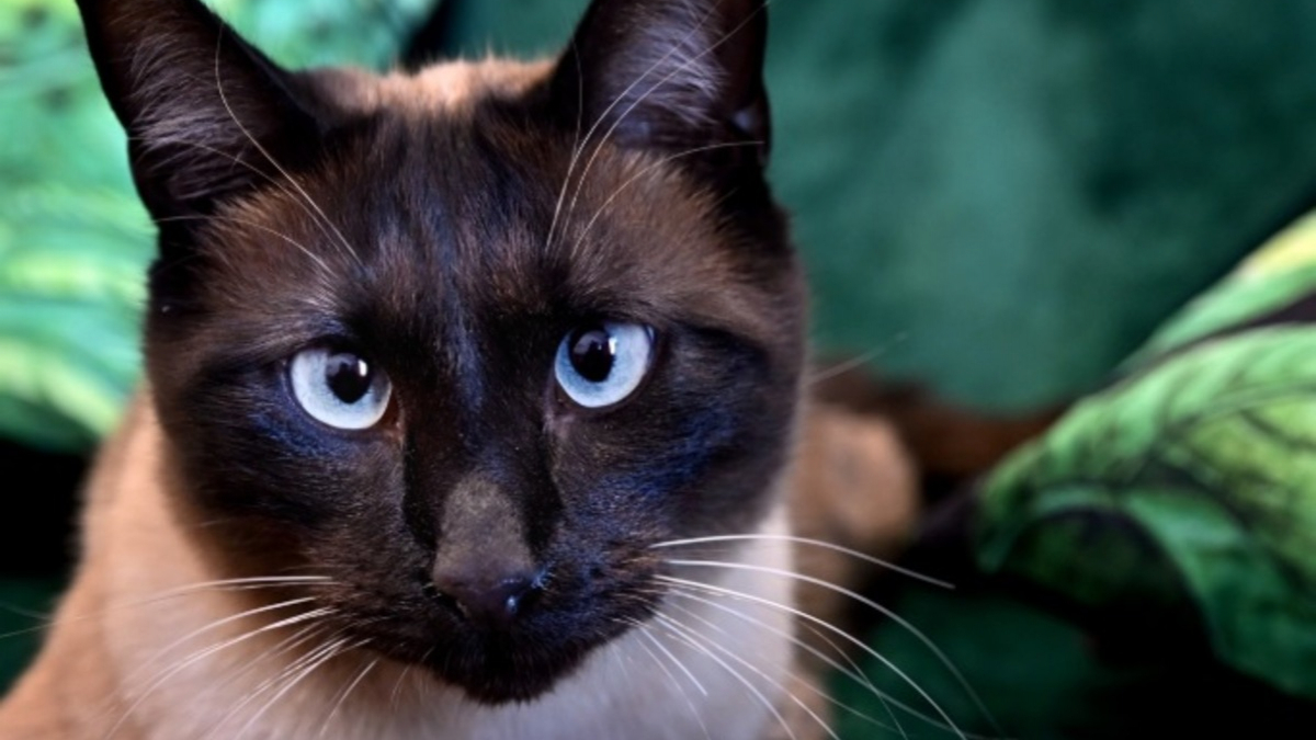 Illustration : "Sauvé par l'infirmière alors qu'il était livré à lui-même, ce Siamois est devenu le confident indispensable des collégiens angoissés"