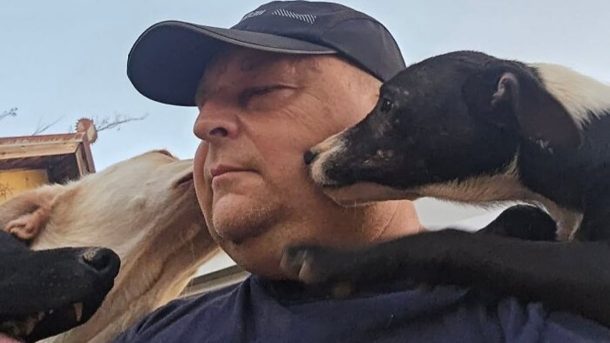 Illustration : "10 photos de chiens sauvés de la rue par un refuge"