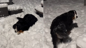 Illustration : « Papa veut jouer à me rattraper », ce Bouvier Bernois qui s'éclate dans la neige en pleine nuit prend l'appel de son maître pour une invitation à prolonger la fête (vidéo)