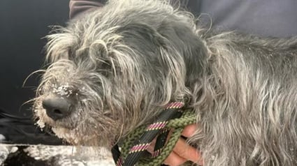 Illustration : Abandonn&eacute;e sur un parking, cette chienne survit seule &agrave; 6 jours de temp&ecirc;te de neige alors que les secours &eacute;taient &agrave; sa recherche