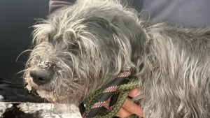 Illustration : Abandonnée sur un parking, cette chienne survit seule à 6 jours de tempête de neige alors que les secours étaient à sa recherche